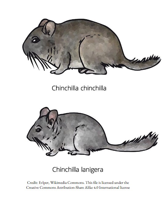 A physical comparison between the chinchilla chinchilla
  and the chinchilla Lanigera