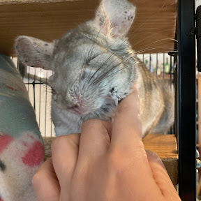 A household chinchilla, being pet, looking very happy
