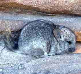 a wild chinchilla chinchilla