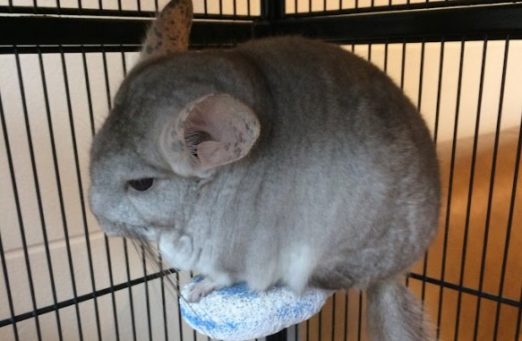 a household chinchilla lanigera, looking angry for no reason. Worry not
    however, chinchillas are unable of having facial expressions, so they're not really angry in this picture.