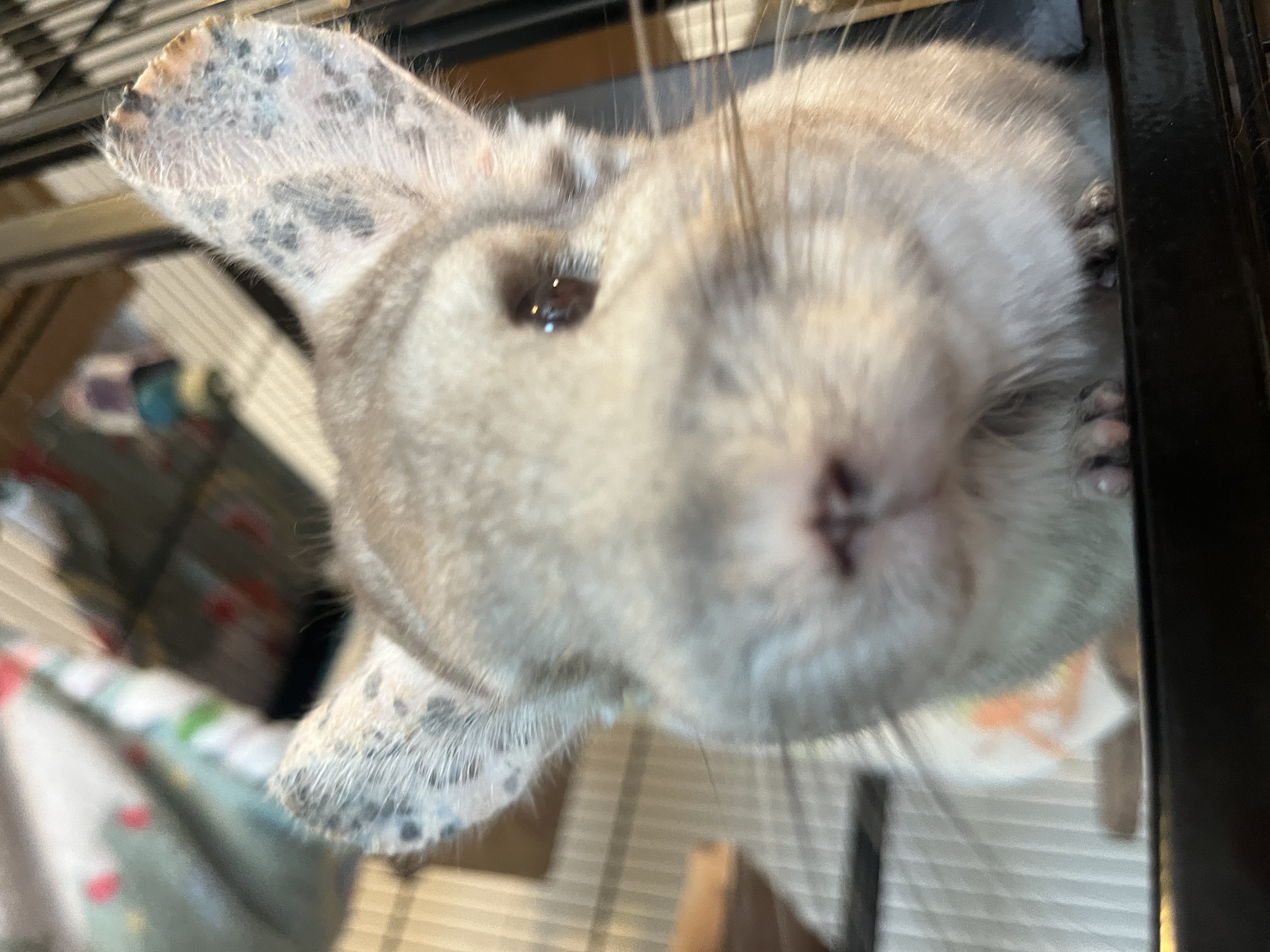 A cute picture of a chinchilla