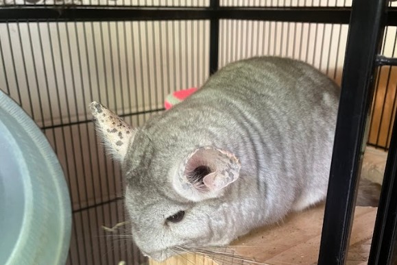 A cute chinchilla